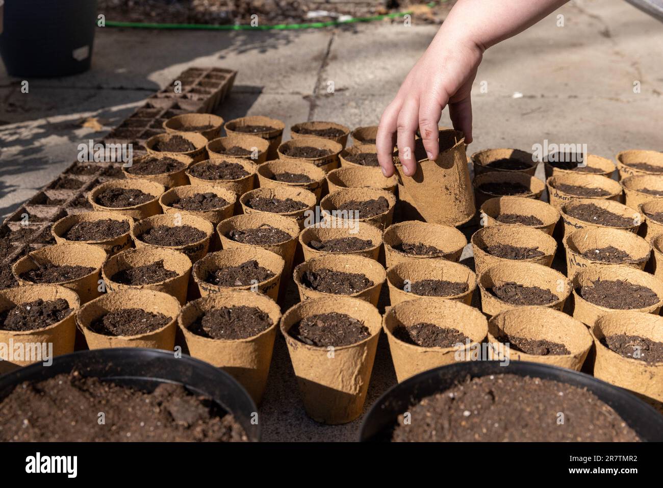 Hand grabbing one item from rows of peat pots Stock Photo