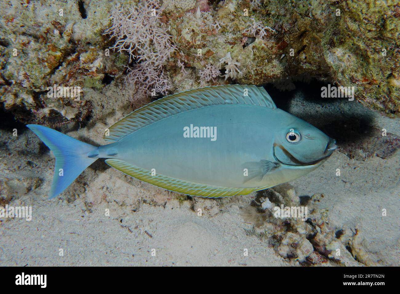 Blue-tailed nose doctor (Naso hexacanthus) at night. Fury Shoal dive site, Egypt, Red Sea Stock Photo