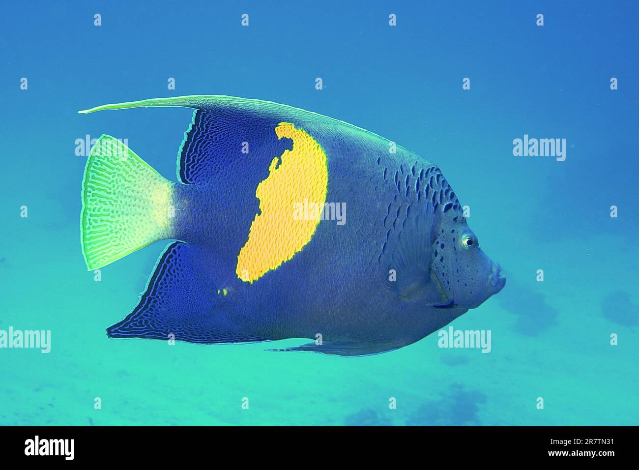 Halfmoon angelfish (Pomacanthus maculosus), Dive site Abu Fendera Reef, Egypt, Red Sea Stock Photo