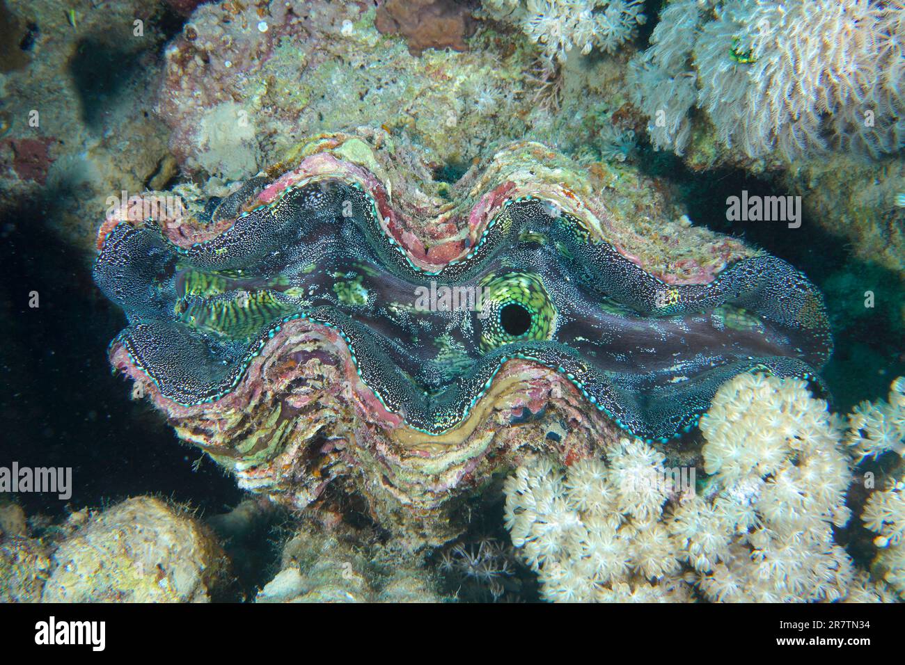 Killer clam clearance
