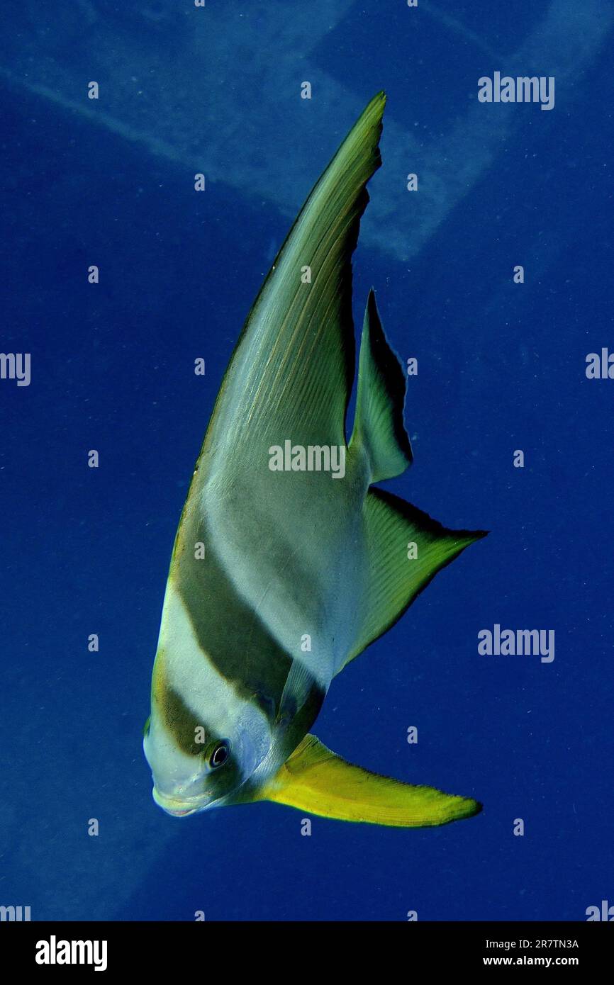 Roundfin Fish Juvenile roundhead batfish (Platax orbicularis), above the wreck of the ...