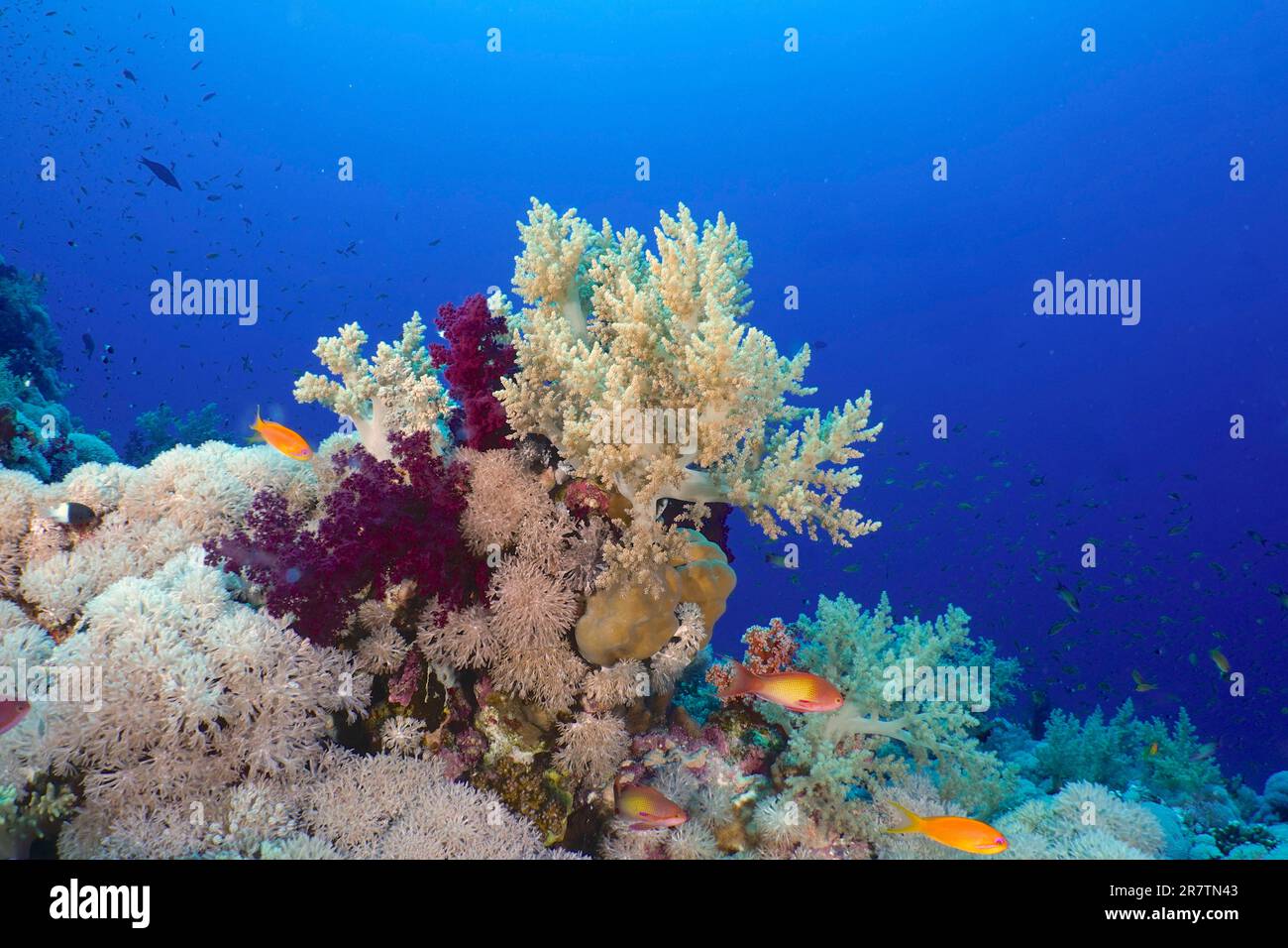 Broccoli tree and other soft corals (Litophyton arboreum), typical of the Red Sea. Dive site Elphinstone Reef, Egypt, Red Sea Stock Photo