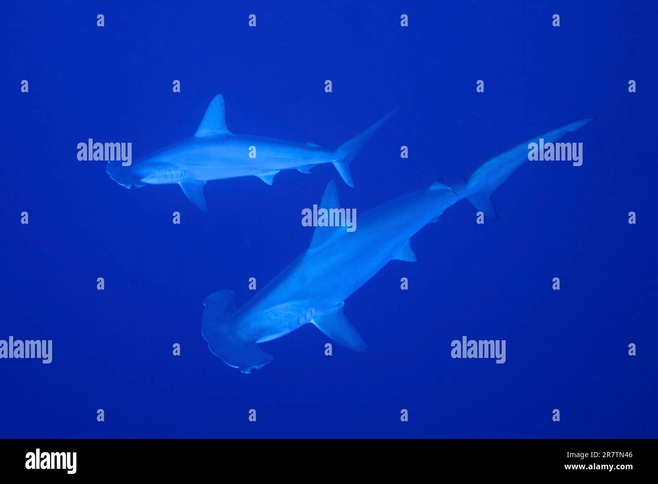 Two scalloped hammerheads (Sphyrna lewini), Solid blue background. Dive