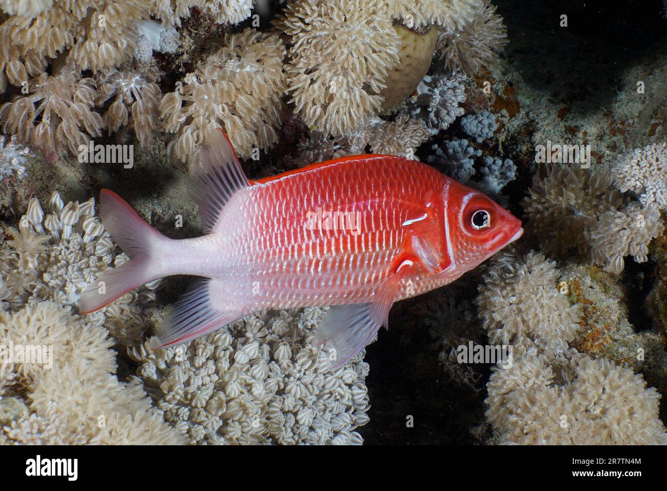 Silverspot squirrelfish (Sargocentron caudimaculatum), House reef dive site, Mangrove Bay, El Quesir, Red Sea, Egypt Stock Photo