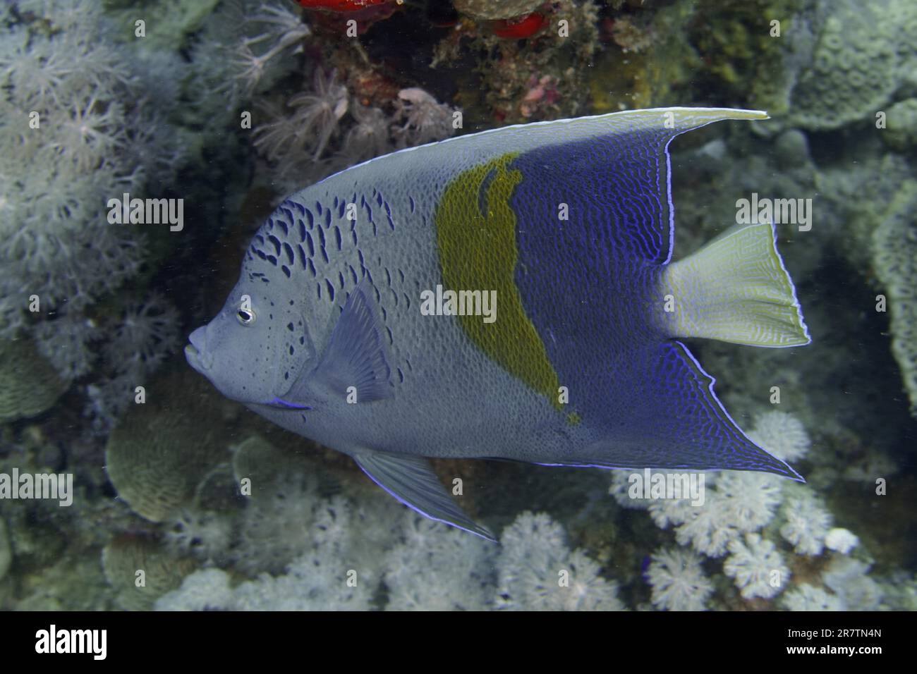 Halfmoon angelfish (Pomacanthus maculosus), House reef dive site, Mangrove Bay, El Quesir, Red Sea, Egypt Stock Photo
