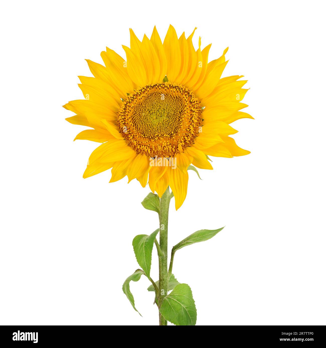 Seed head on flower hi res stock photography and images Alamy