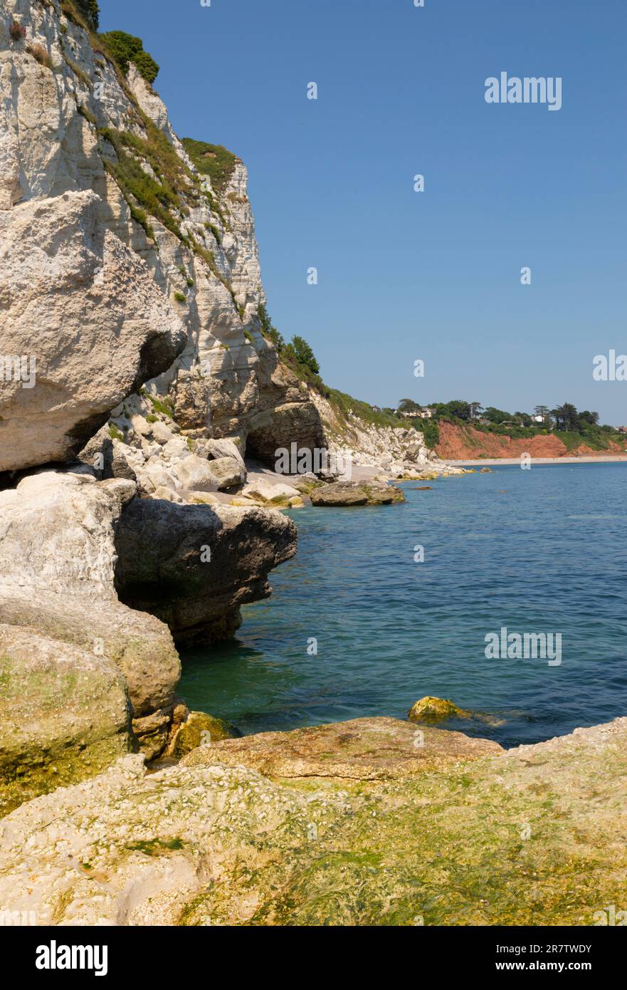 White cliffs at Beer in East Devon Stock Photo - Alamy
