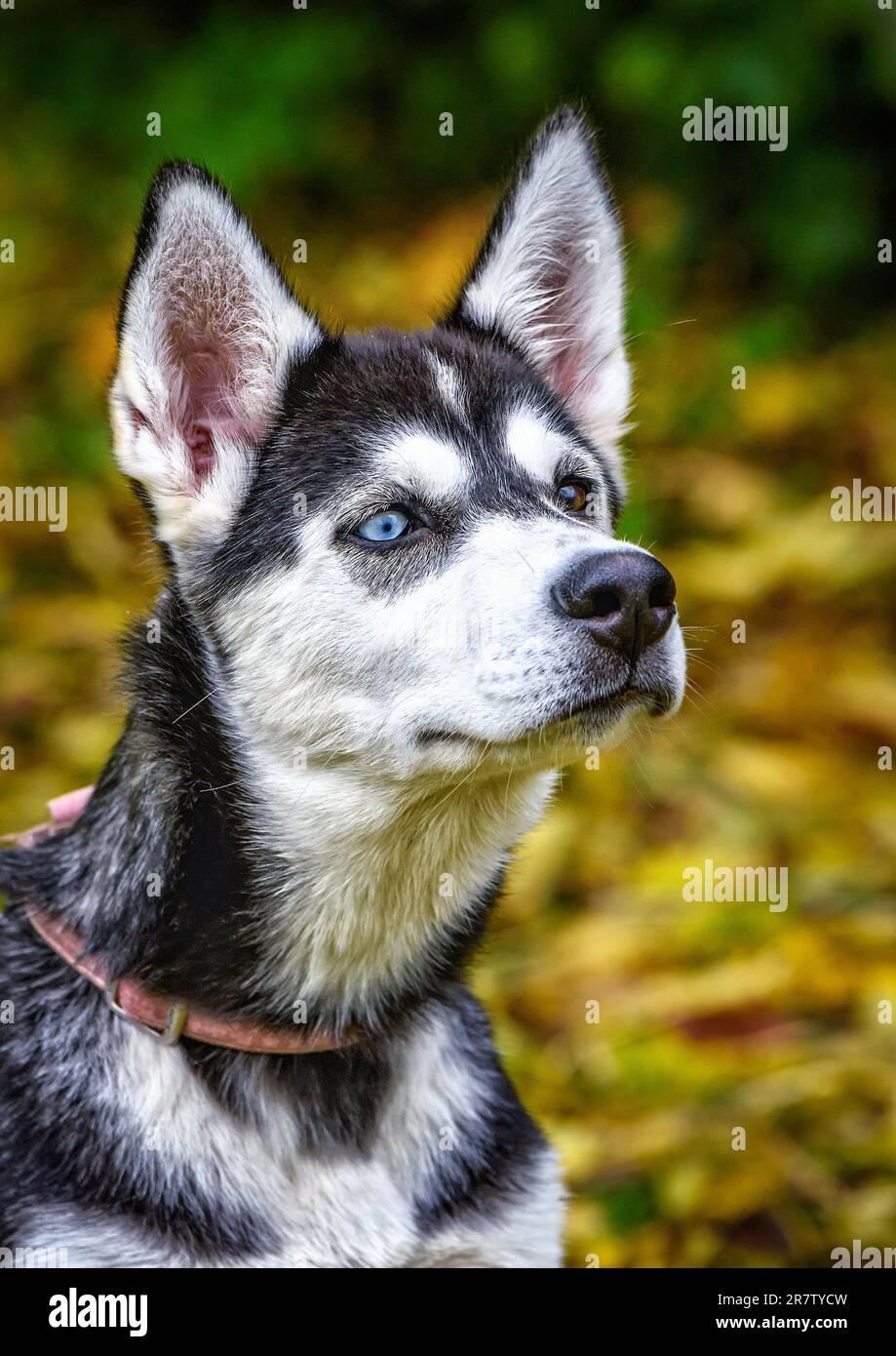 Different coloured eyes young husky dog head Stock Photo Alamy