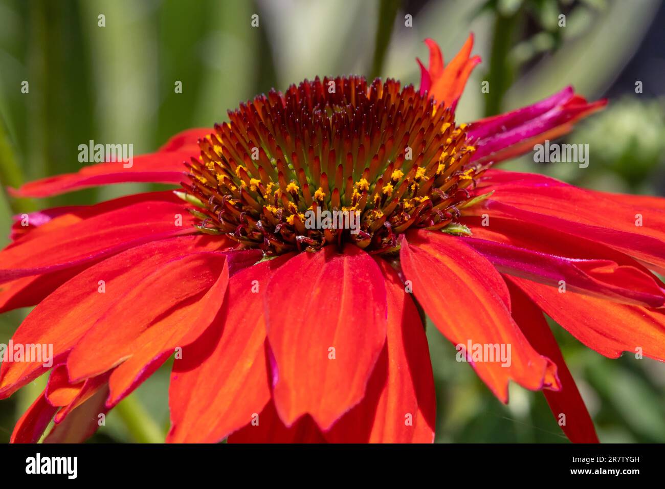 Closeup of a red coneflower disk, showing stigmas and yellow pollen grains. Stock Photo
