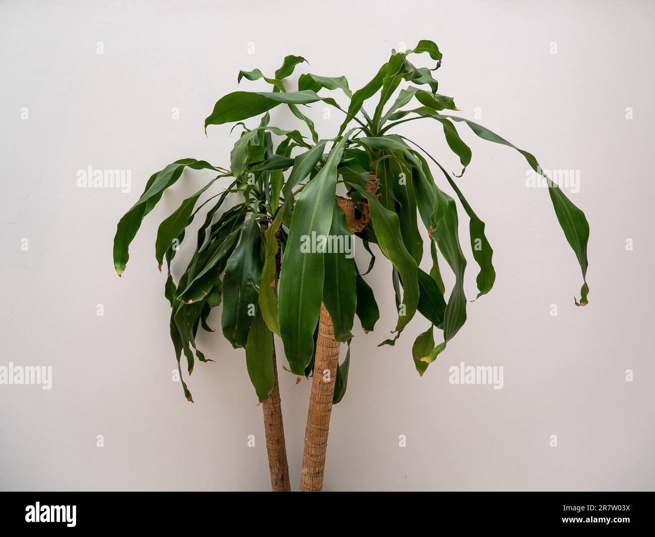 Interior Plant Known as Cornstalk Dracaena (Dracaena fragrans) against a White Wall Stock Photo