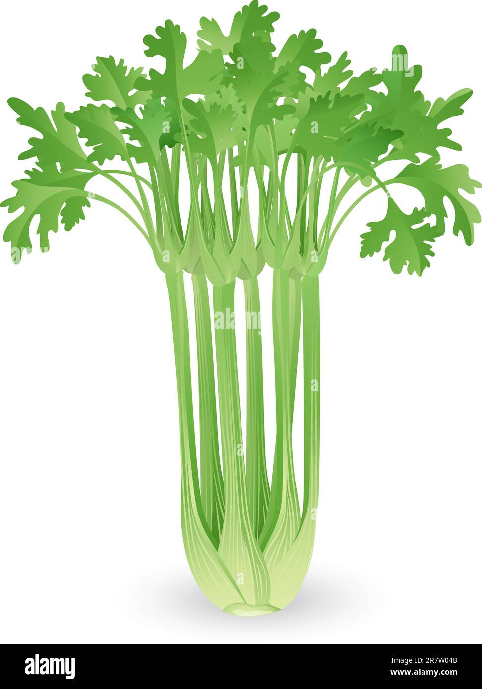 Illustration of a bunch of fresh tasty celery Stock Vector Image & Art
