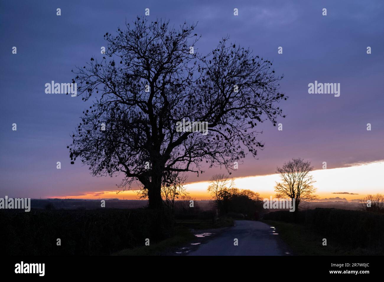 Sun setting forms horizontal gradation of colour in the dark sky and a tree silhouette in The Cotswolds, Oxfordshire Stock Photo
