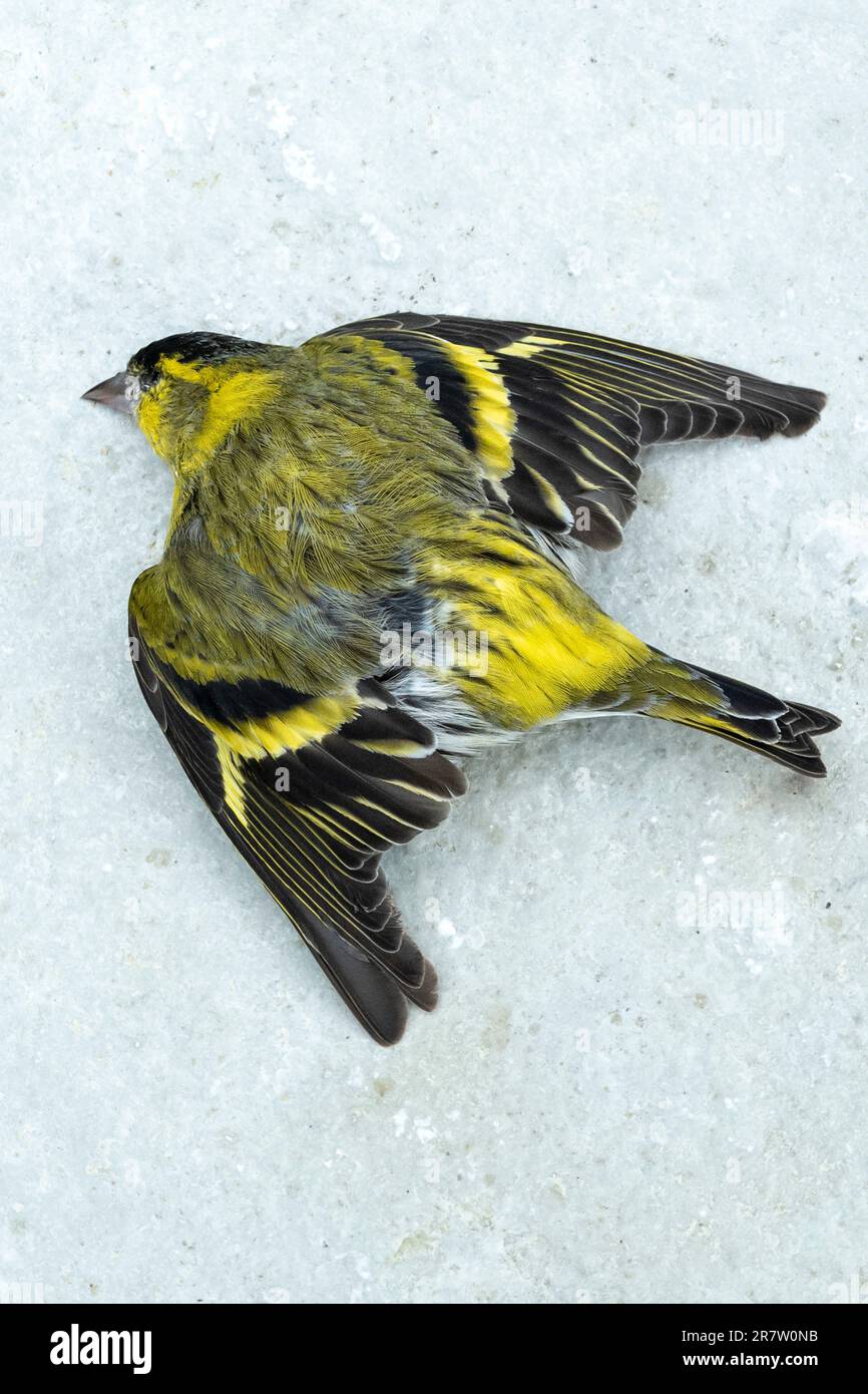 European Siskin bird, Spinus sinus, a finch died in winter weather in England Stock Photo