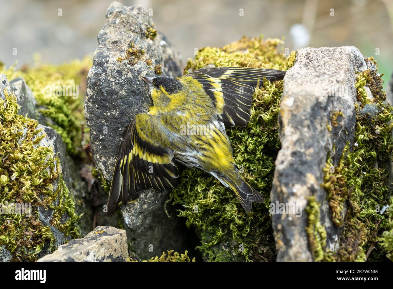 European Siskin bird, Spinus sinus, a dead bird on a mossy drystone wall in England Stock Photo