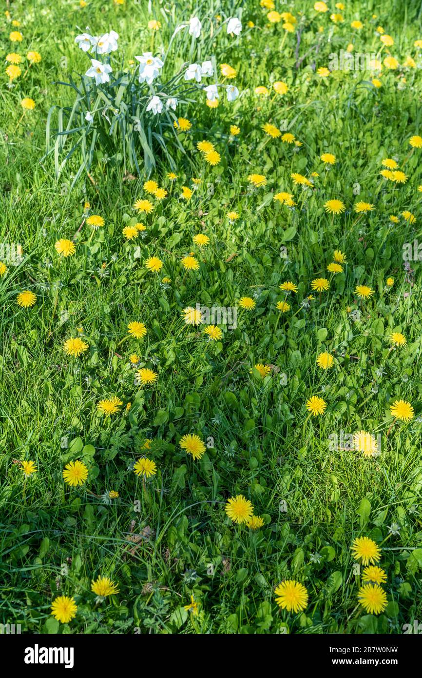 Spring flowers in a meadow - Dandelions, Taraxacum officinalis, and white Daffodils Narcissus in springtime in The Cotswolds, Oxfordshire Stock Photo