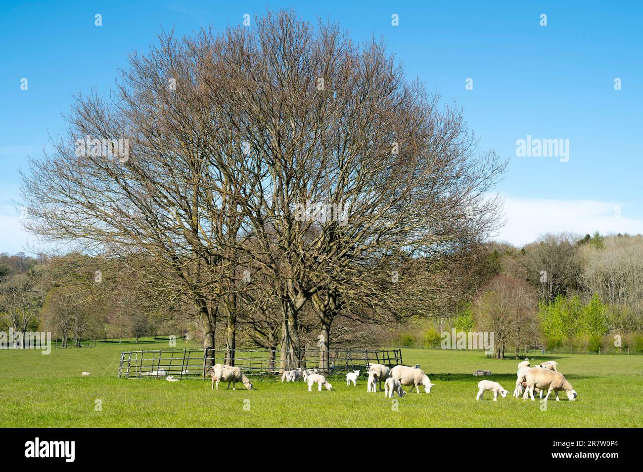 Flock of Sheep, Ovis aries, - ewes and lambs, grazing in a meadow in ...