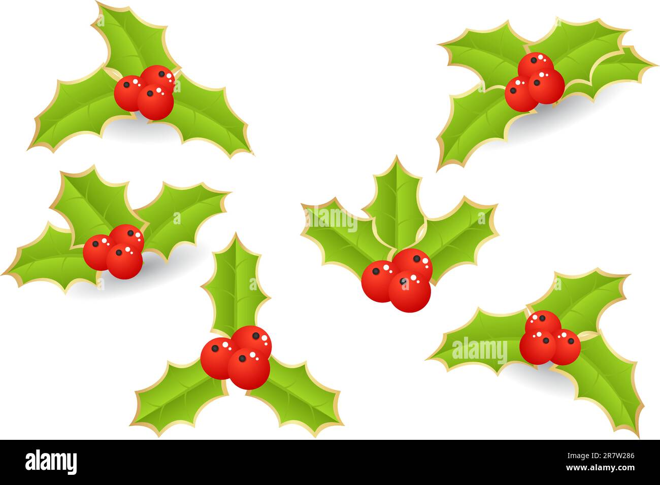 Holly with berries isolated on a white/ Vector illustration Stock ...