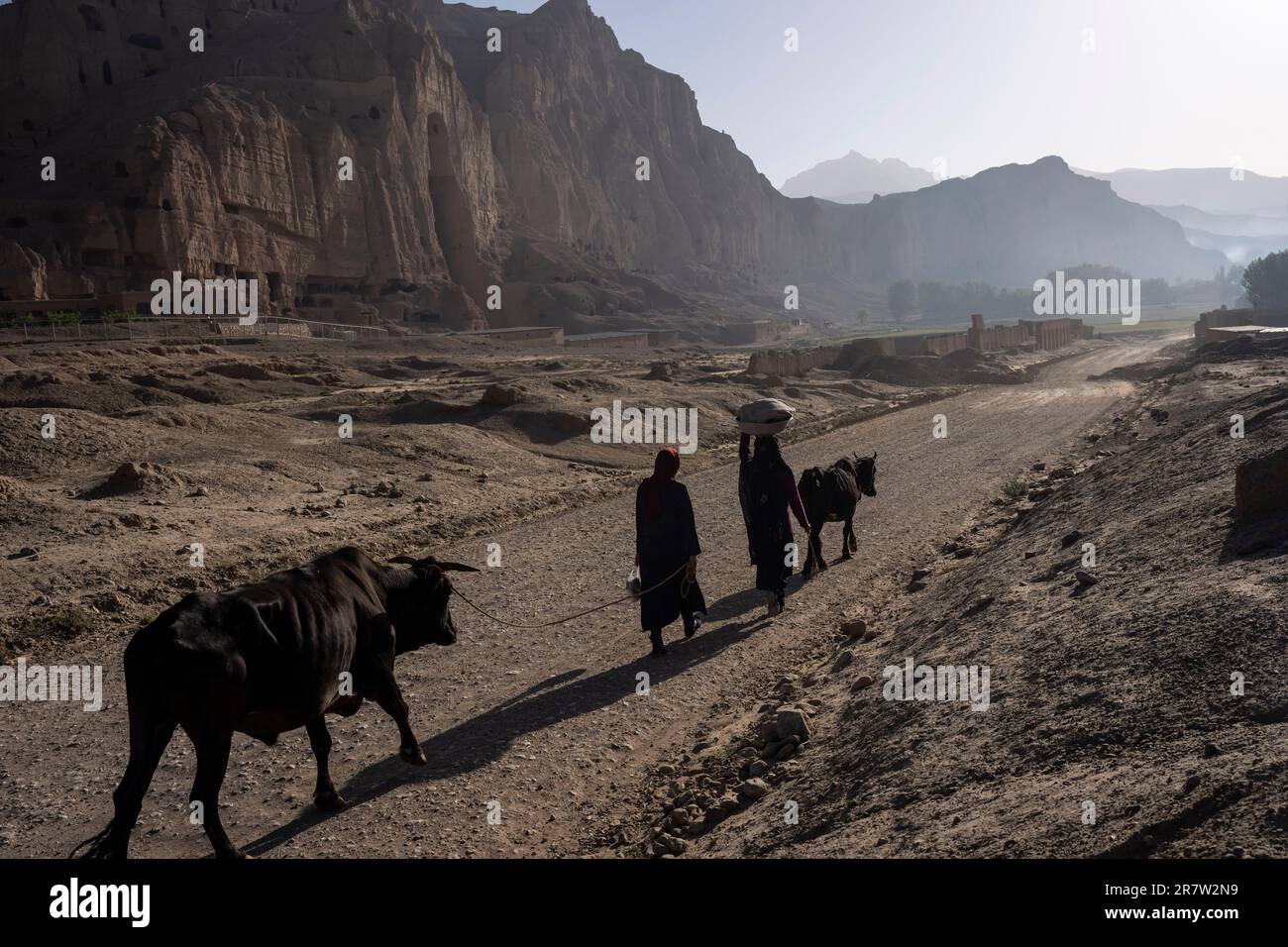 Women walk with their cows in the early morning, near the niche of the