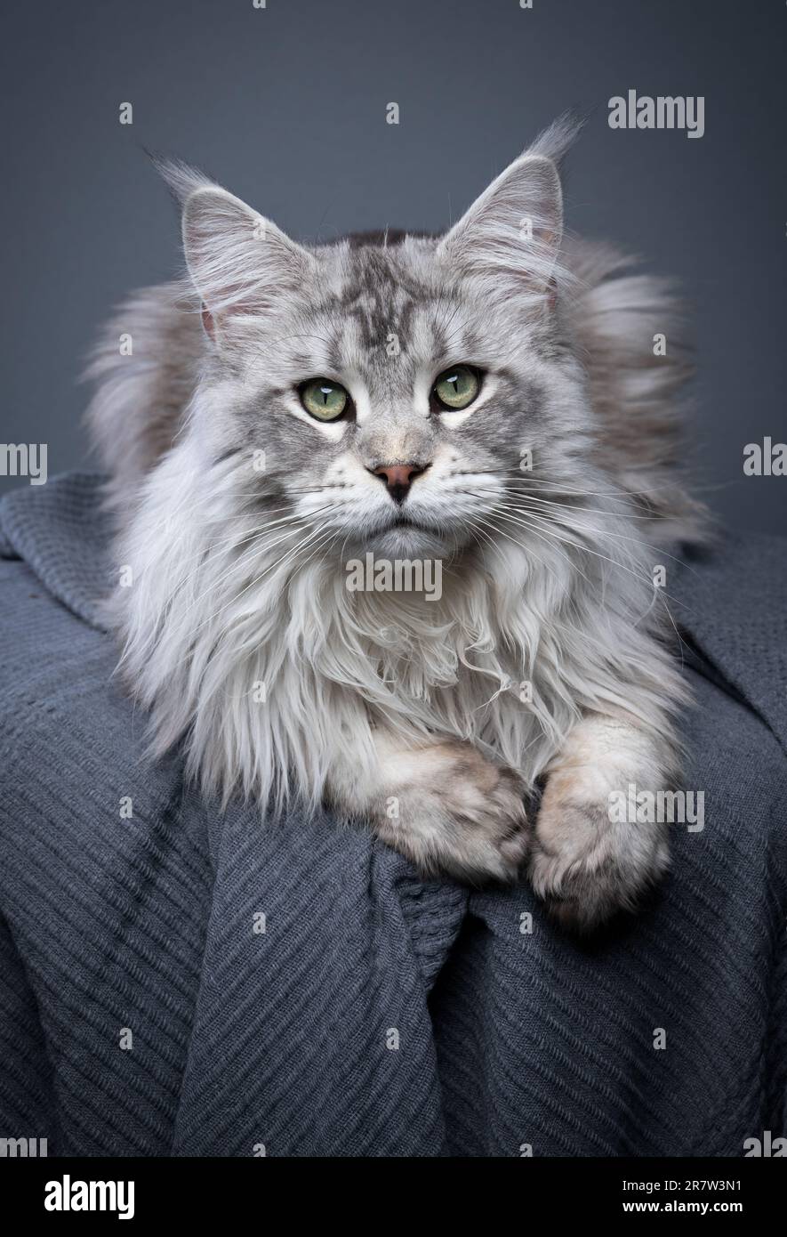 Gray coon best sale cat