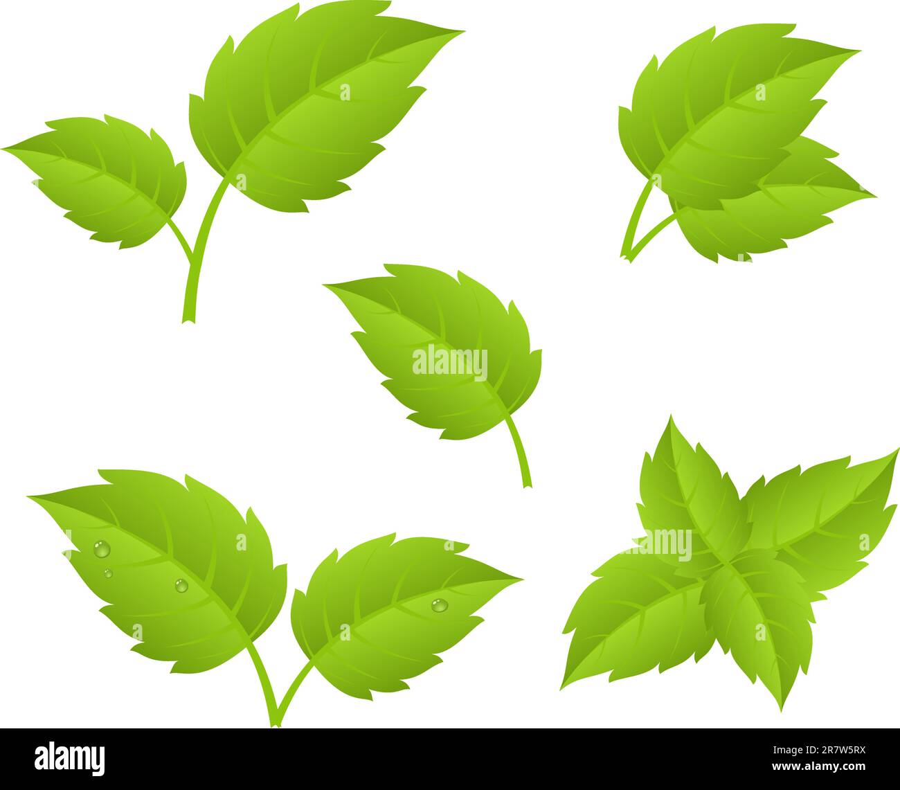 Young vine leaves Stock Vector Images - Alamy