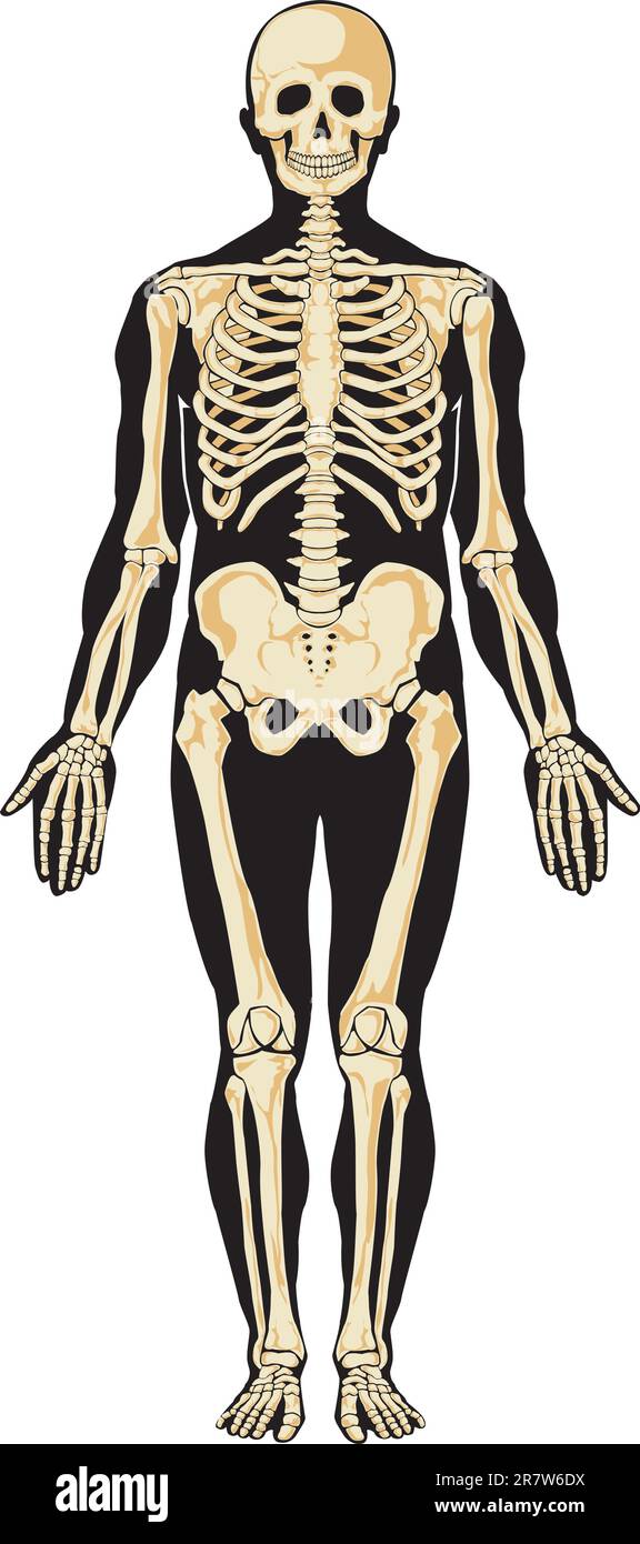 Human skeleton in separate layers. Vector illustration Stock Vector