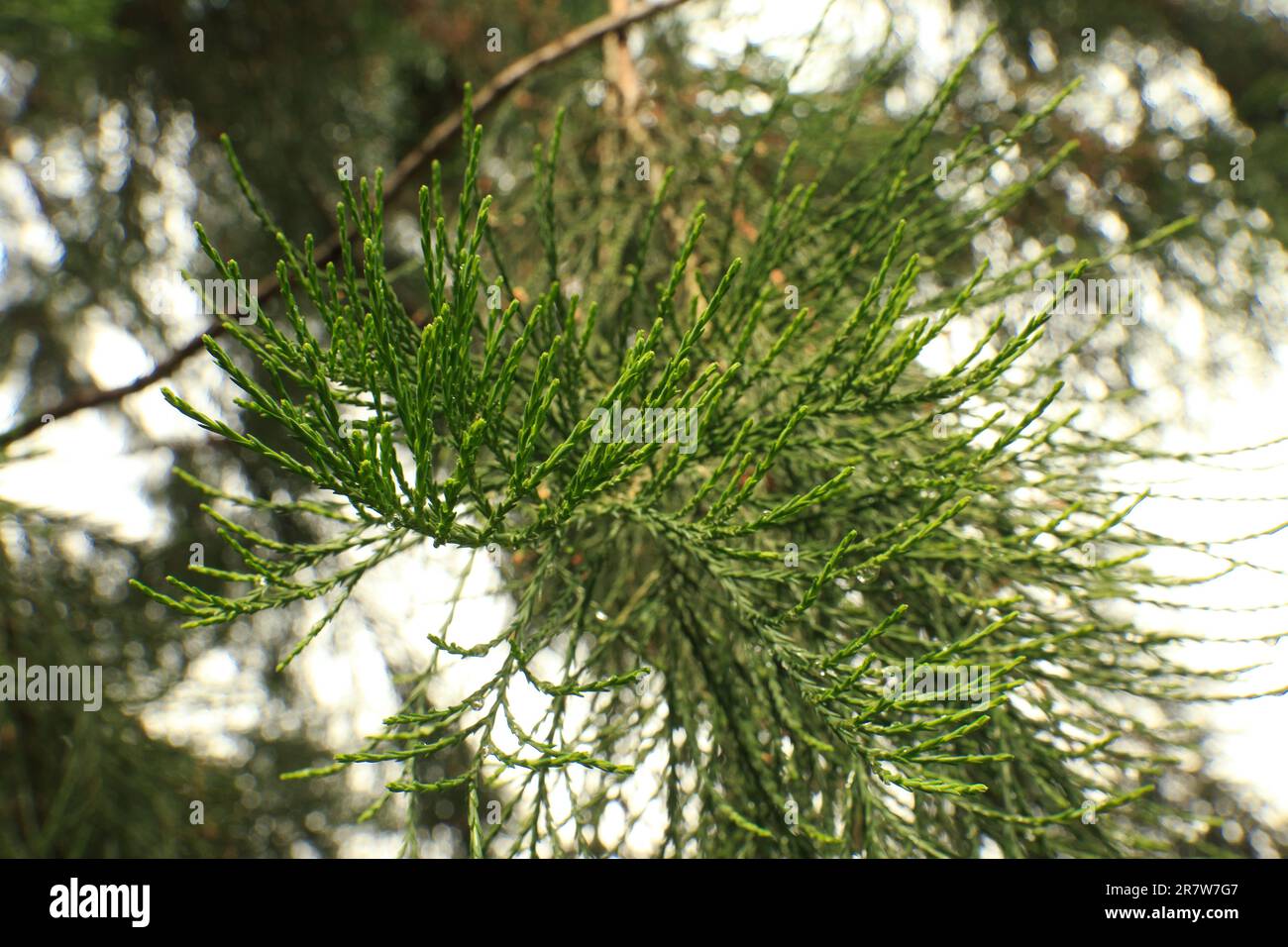 A closeup of callitris preissii branches outdoors with a blurry background Stock Photo