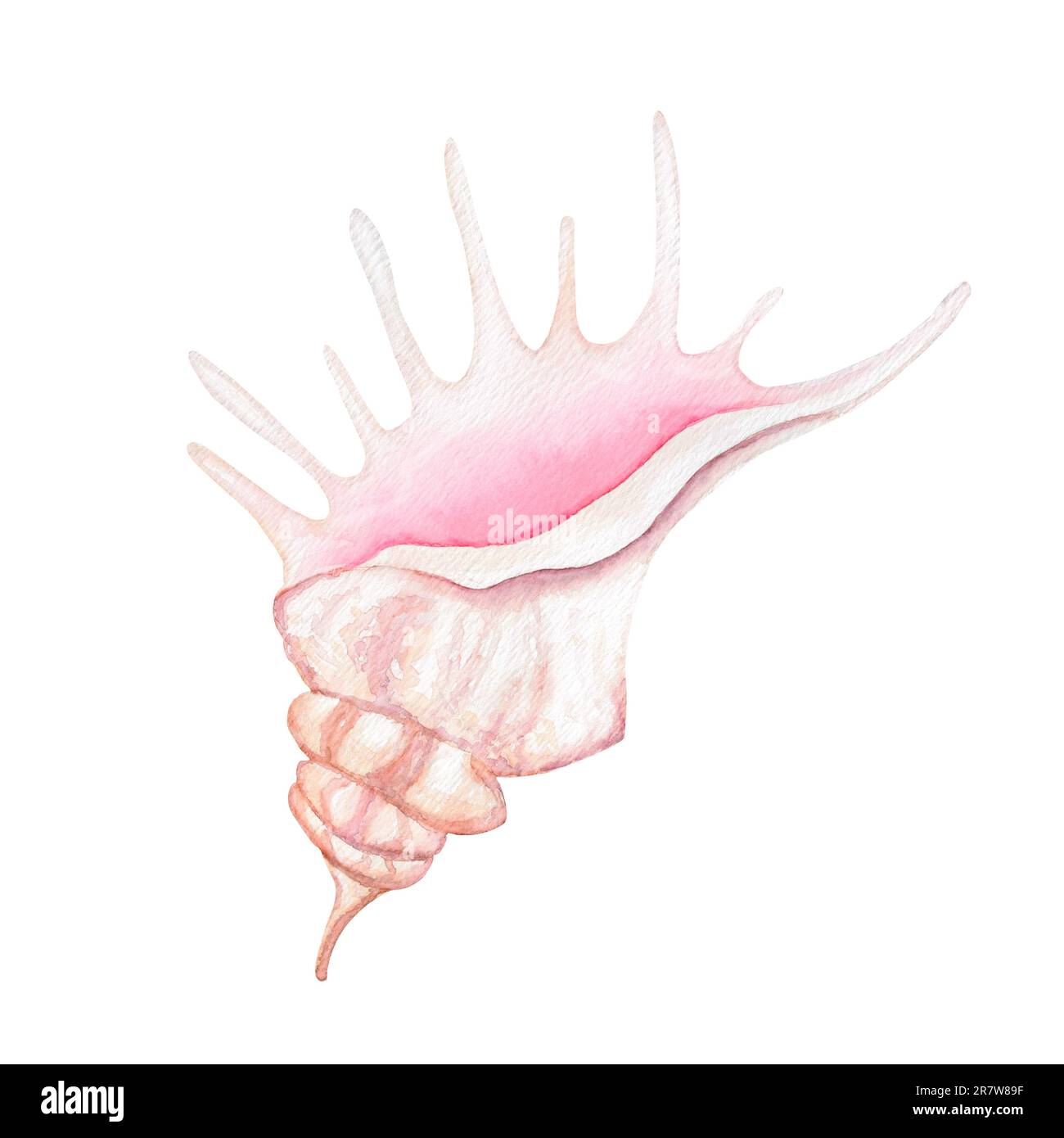 spiral sea shell Stock Photo Alamy spiral sea shell Stock Photo Alamy