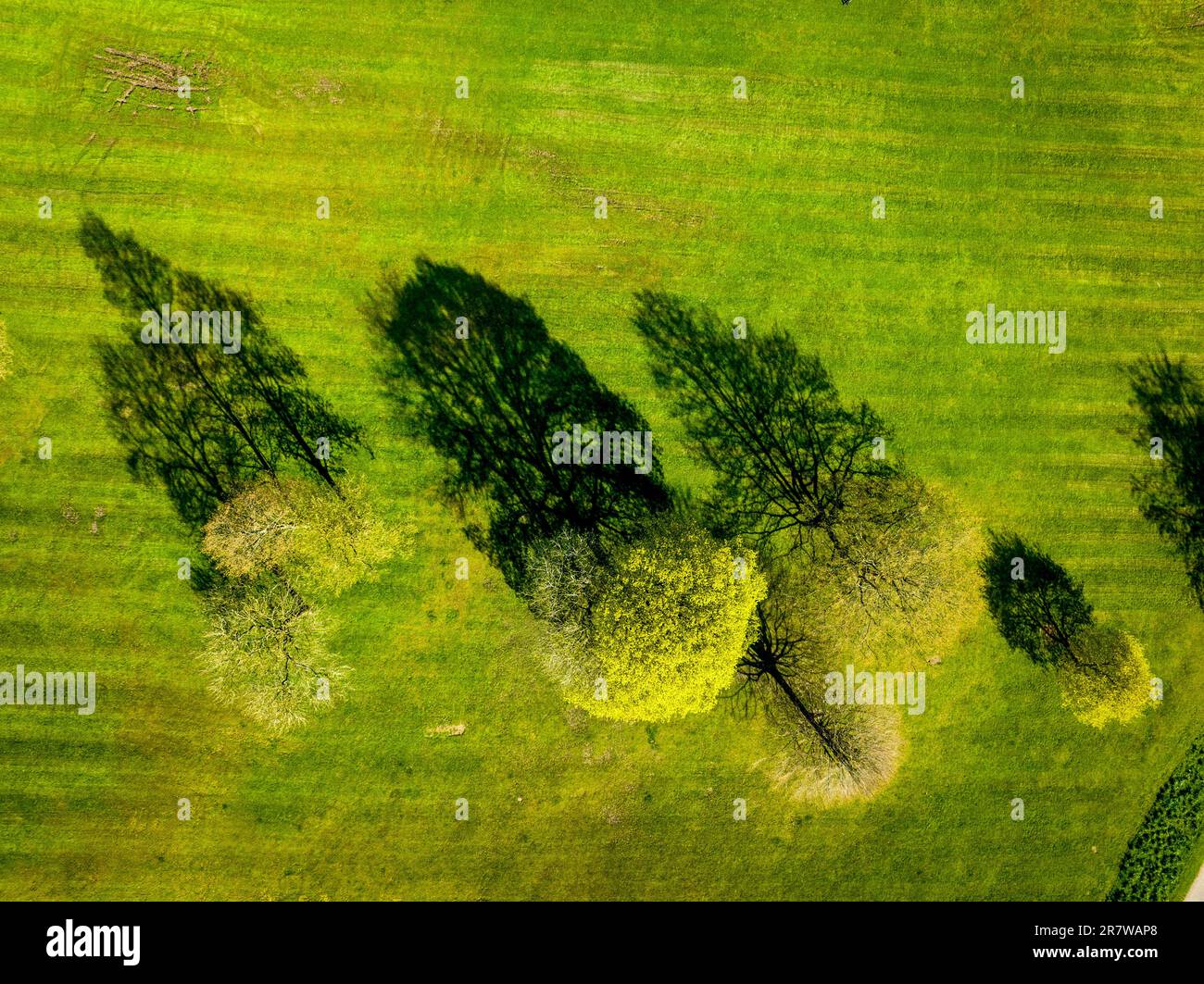 Trees from Above Stock Photo