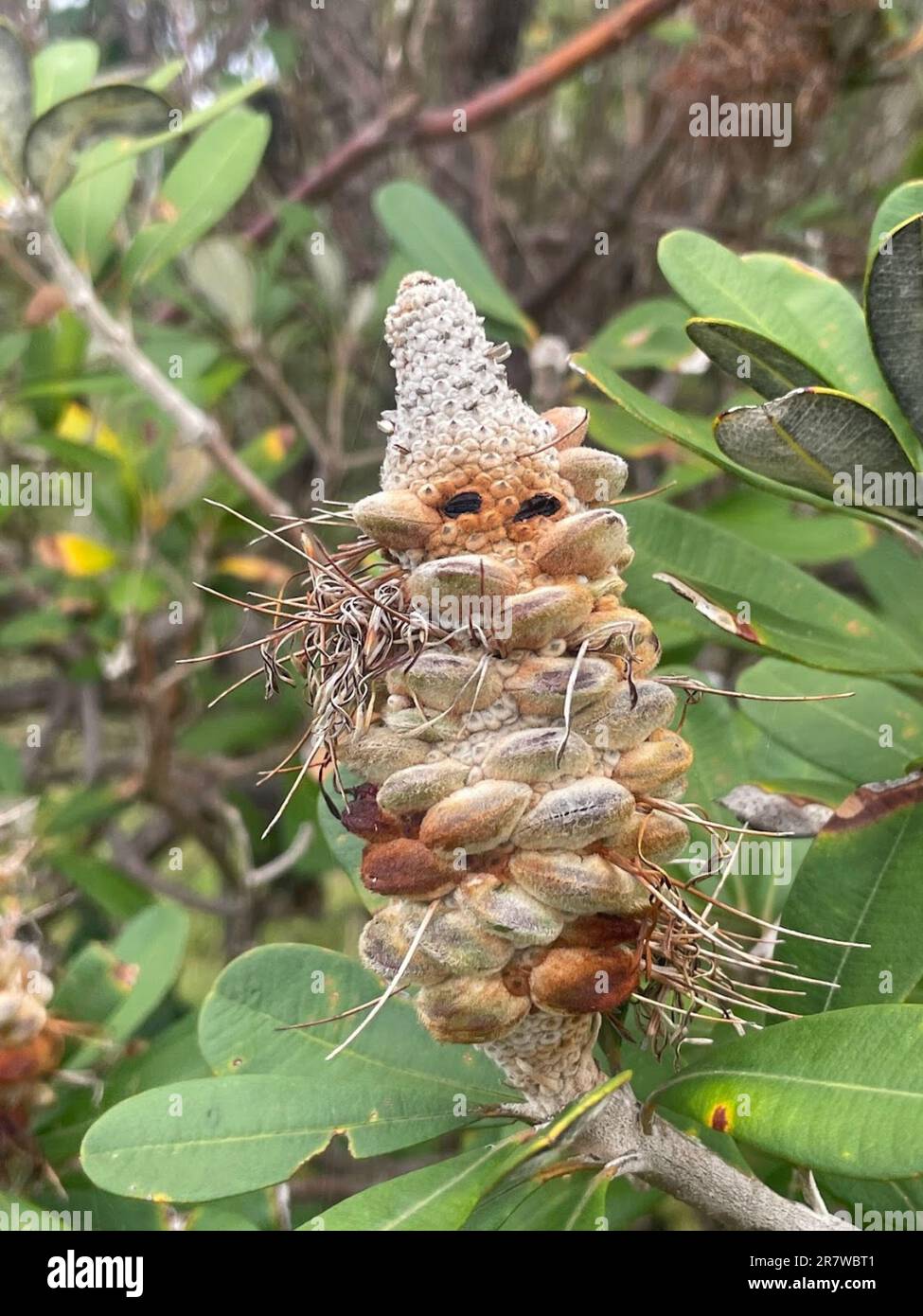 A closeup shot of a bright yellow Banksia plant in a lush outdoor