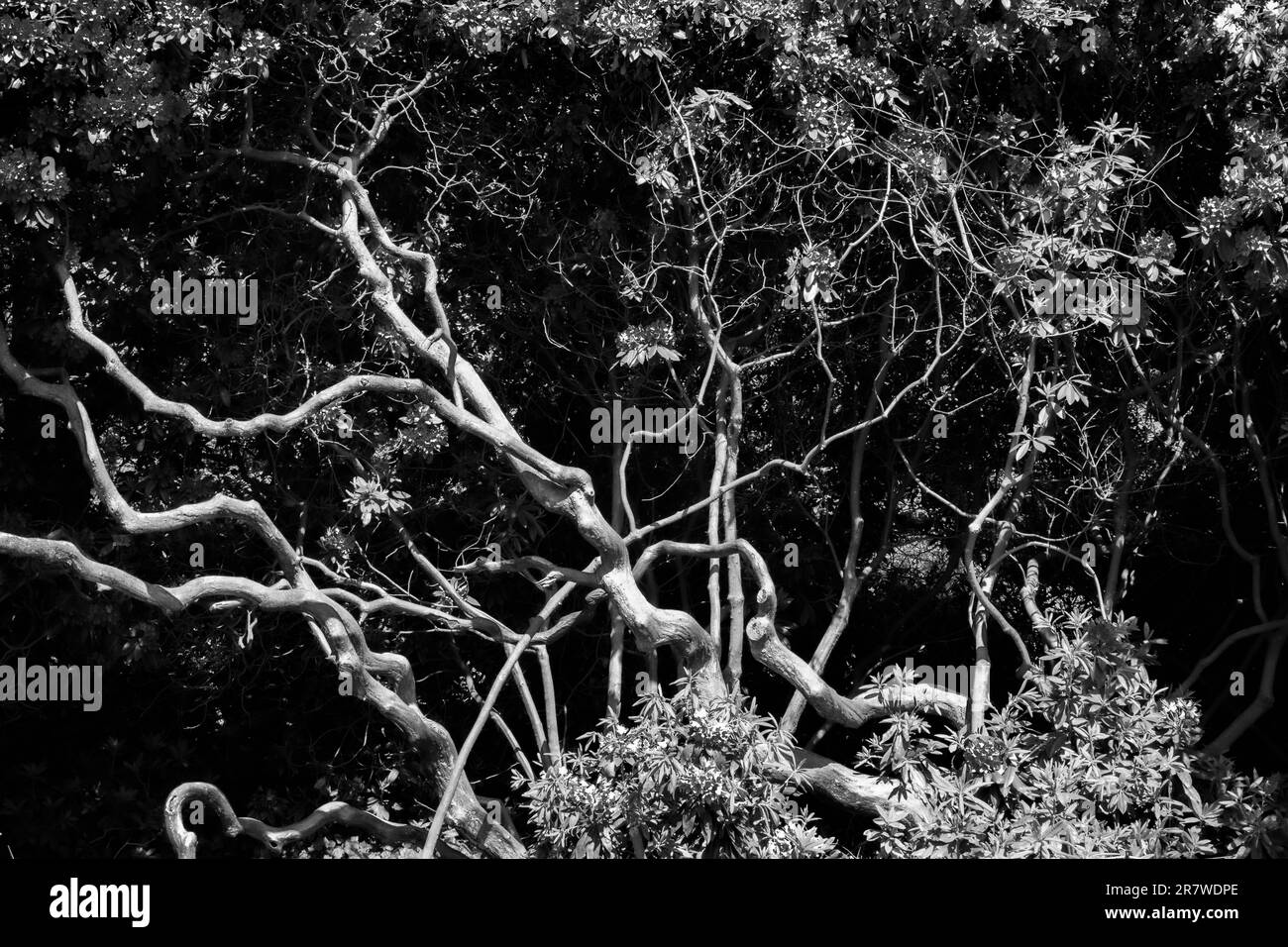 Rhododendron branches black & white Stock Photo