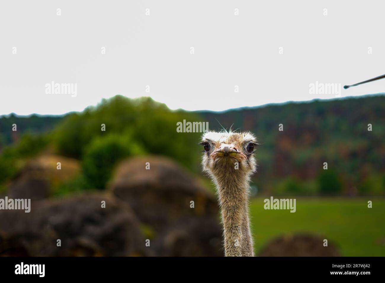 Ostrich head looking at camera seeming angry at Cabarceno park, Spain Stock Photo