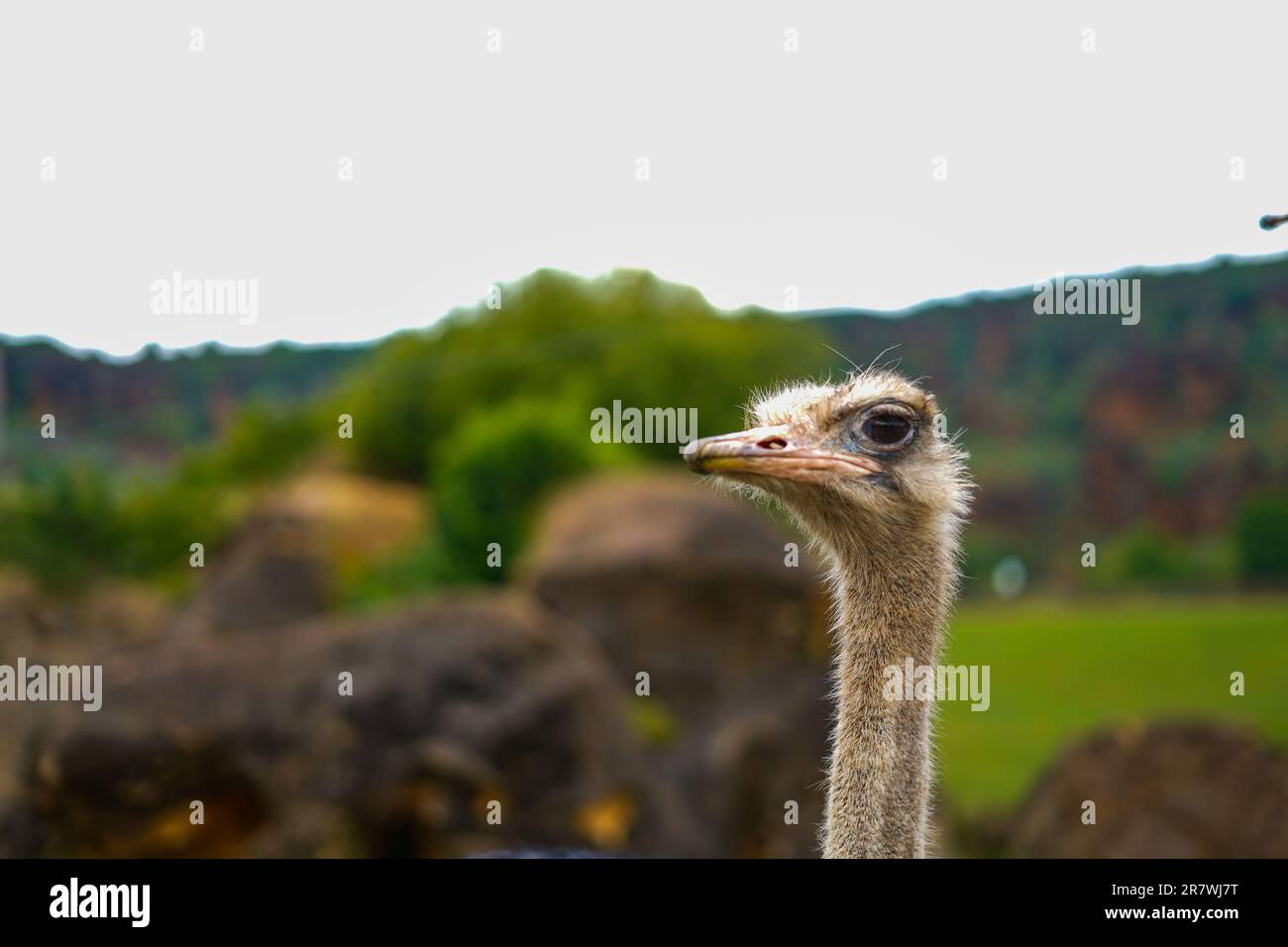 Ostrich head in profile seeming angry at Cabarceno park, Spain Stock Photo