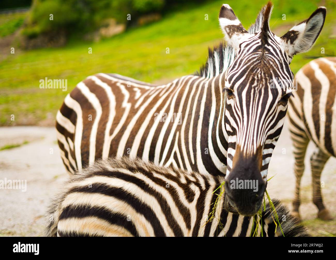 Zebra looking at Camara with her son underneath, in Cabarceno park, Spain Stock Photo