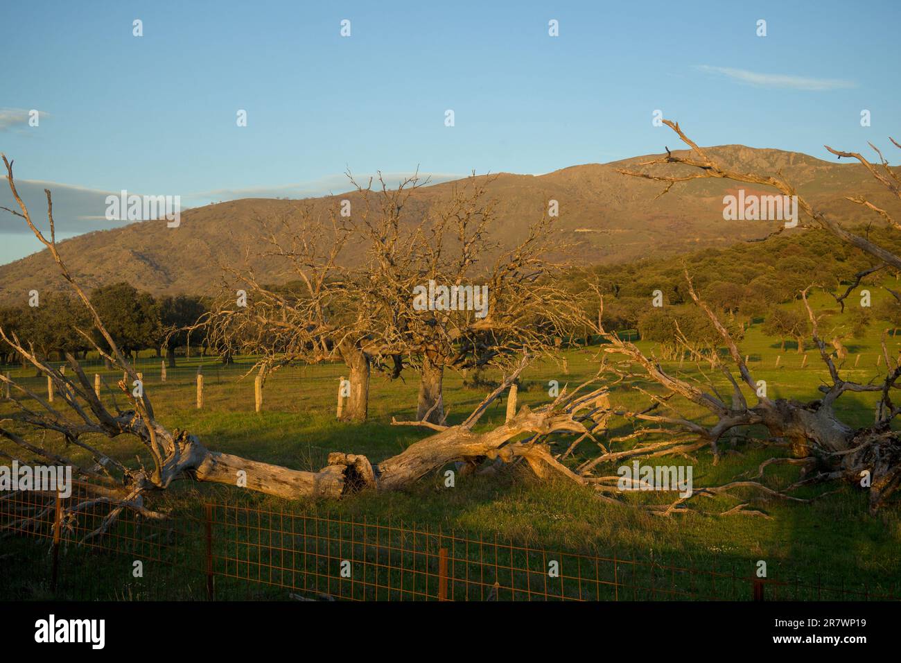 Set of holm oaks affected by the dry forest disease in the meadow of Extremadura Stock Photo
