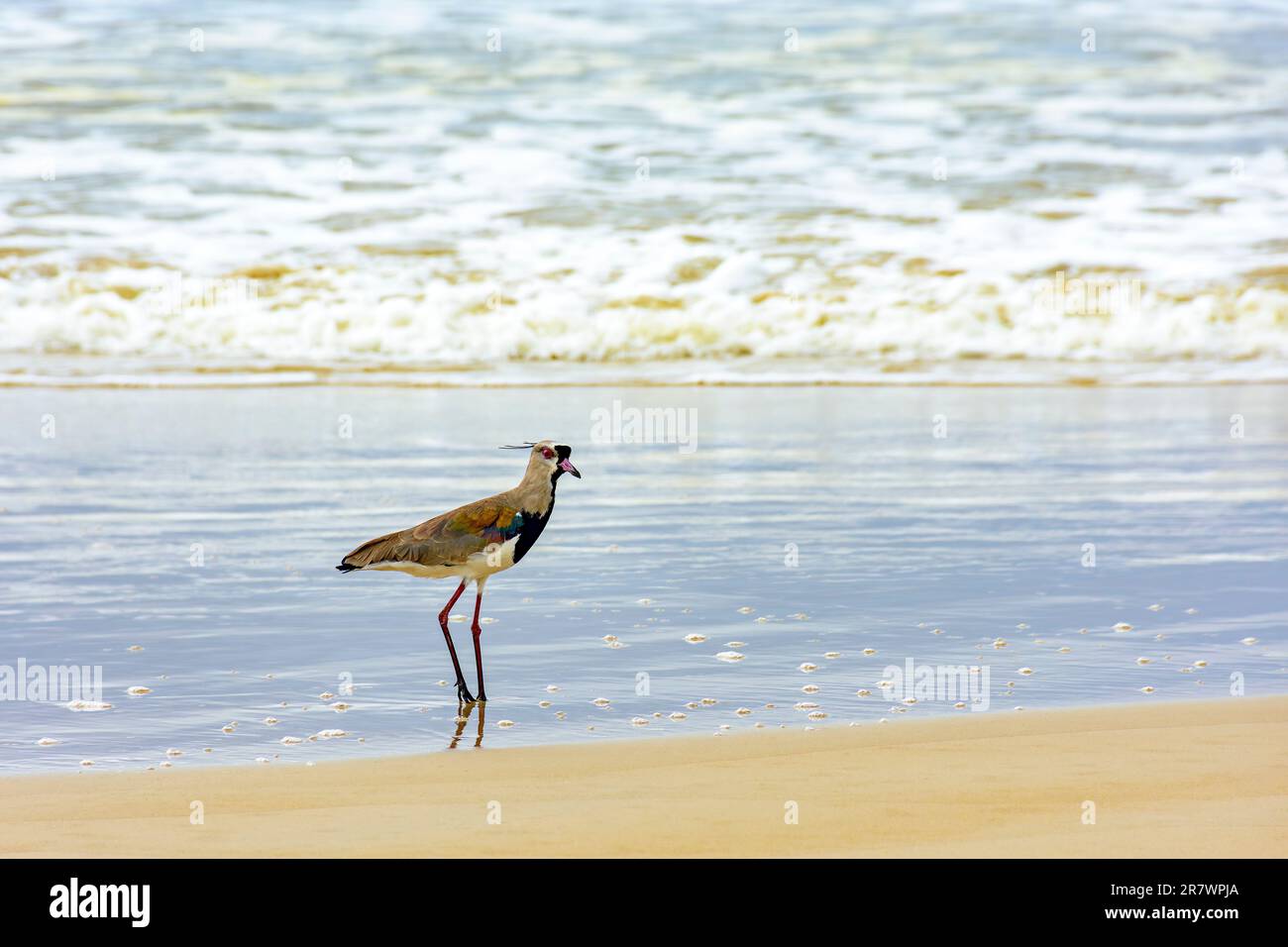Southern Lapwing walking on the beach over the sand and near the water in Serra Grande in Bahia, Brazil Stock Photo