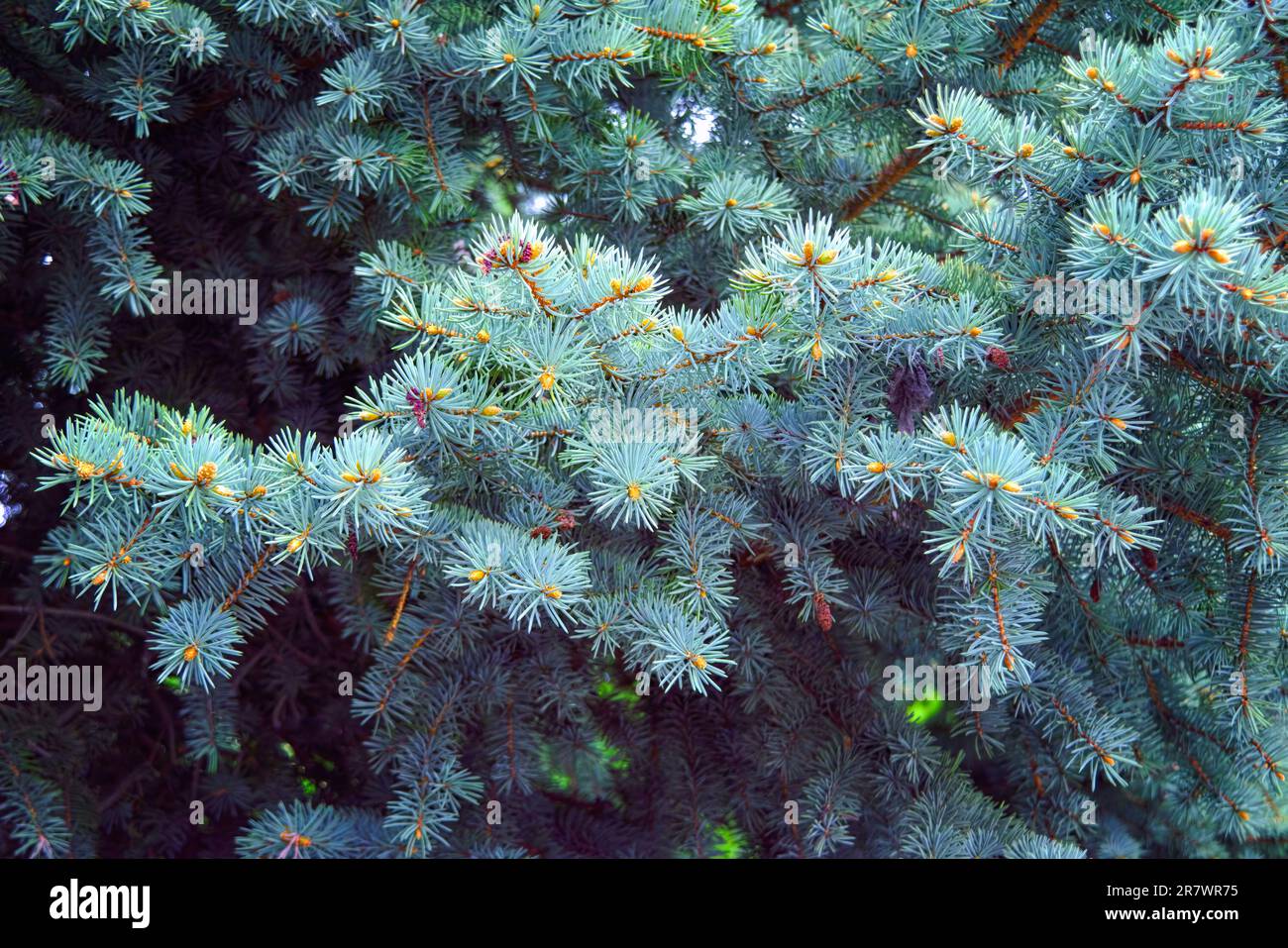Blue spruce - evergreen coniferous tree. Selective focus. Close-up. Stock Photo