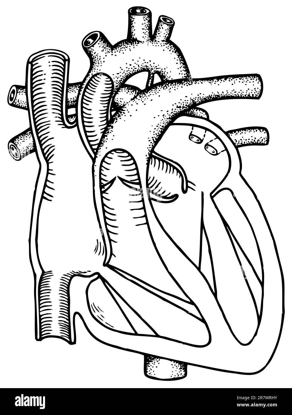 Human heart isolated on white background Stock Vector Image & Art - Alamy
