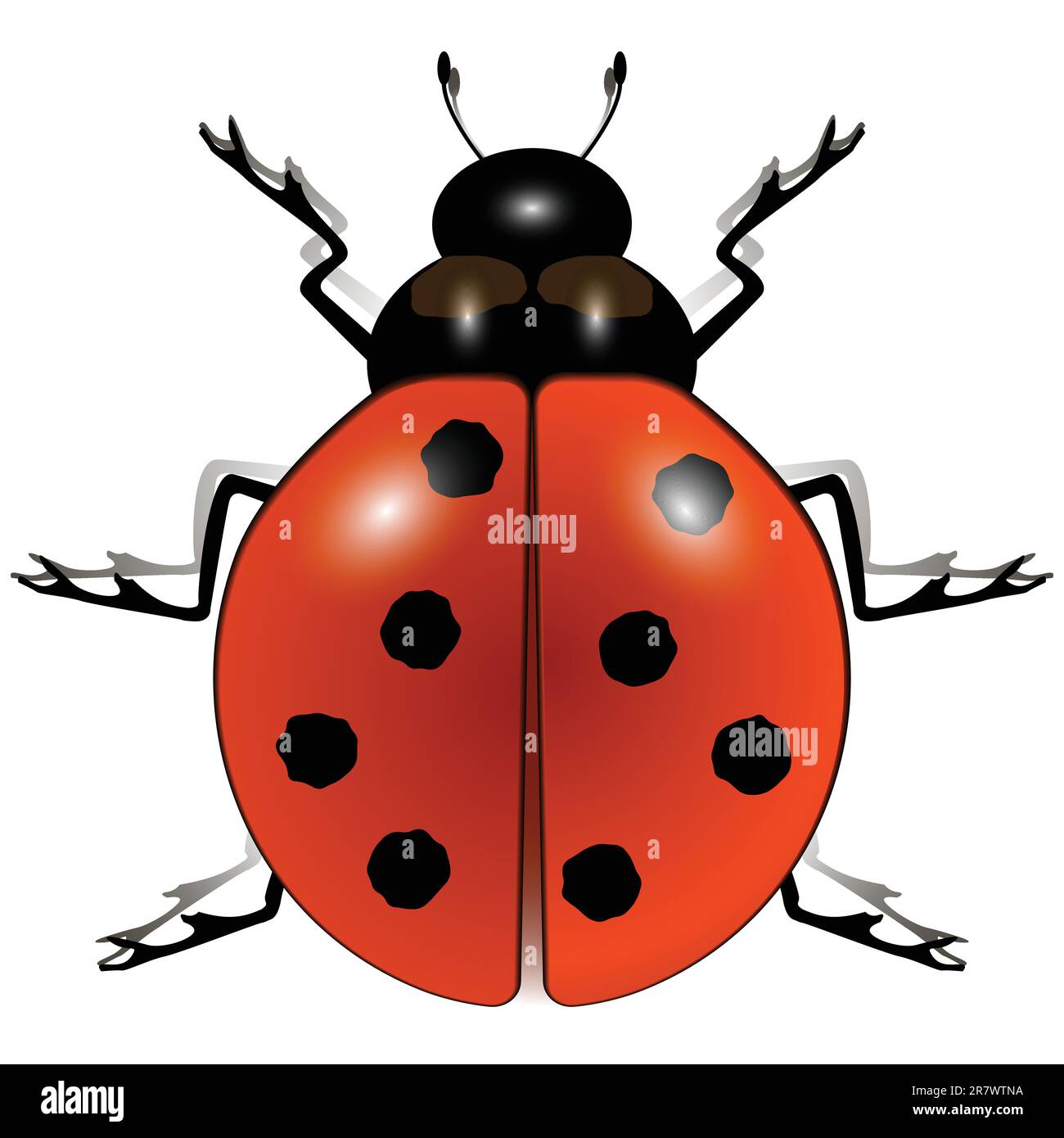 ladybug against white background, abstract vector art illustration