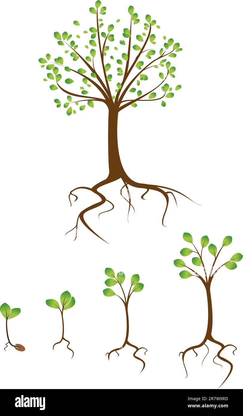 collection of trees from small to large Stock Vector Image & Art Alamy