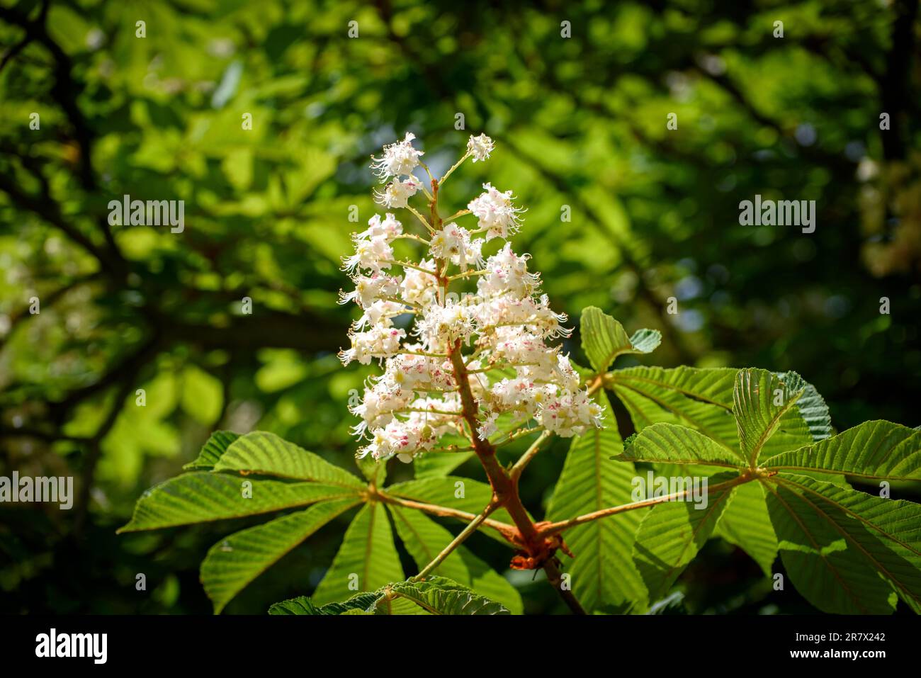 Aesculus hippocastanum, the horse chestnut, is a species of flowering plant in the maple, soapberry and lychee family Sapindaceae. Stock Photo