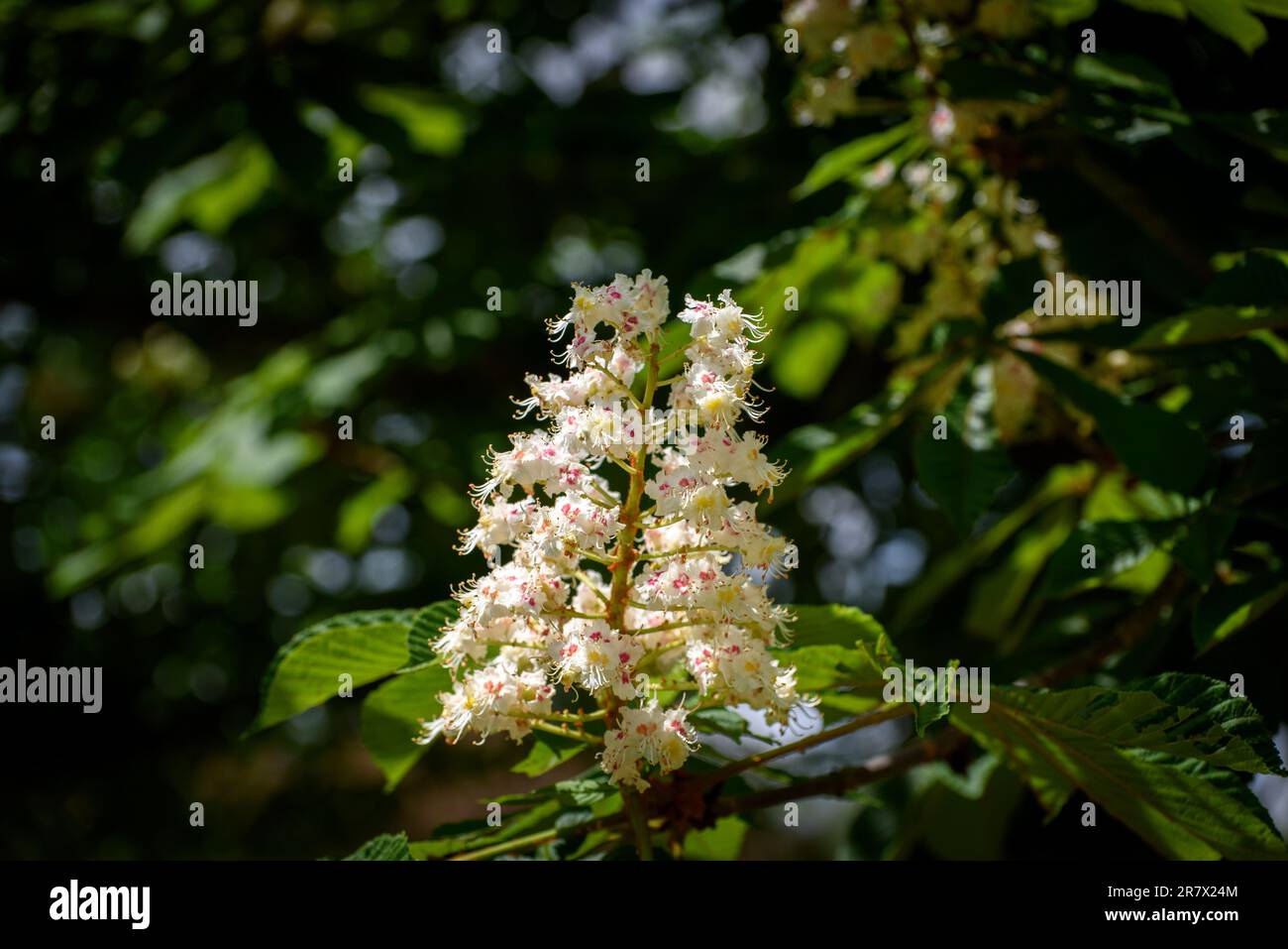 Aesculus hippocastanum, the horse chestnut, is a species of flowering plant in the maple, soapberry and lychee family Sapindaceae. Stock Photo