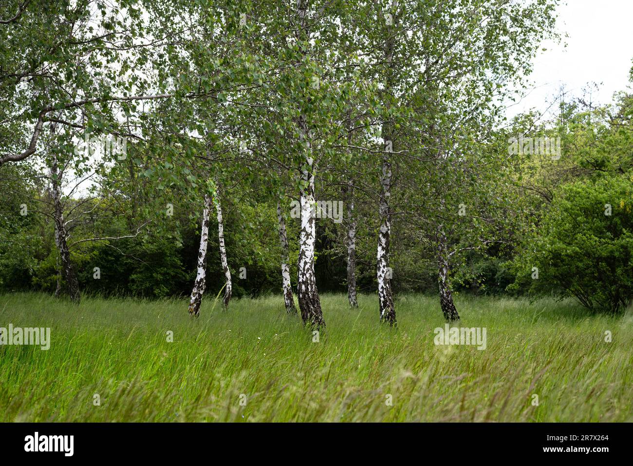 Common birch, Betula pendula forest. Summer forest. White birch trees