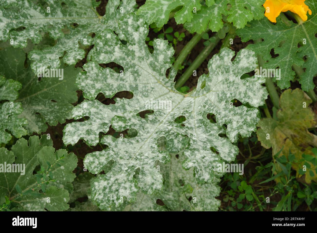A zucchini leaf is badly affected by the fungal disease Powdery Mildew, sometimes called CPM, or cucurbit powdery mildew. Stock Photo