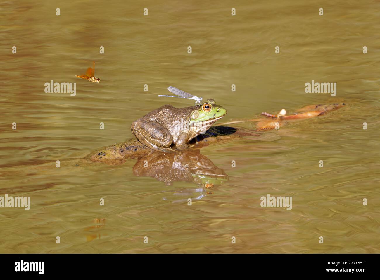 A side view of an American bullfrog sitting on a tree branch with a ...