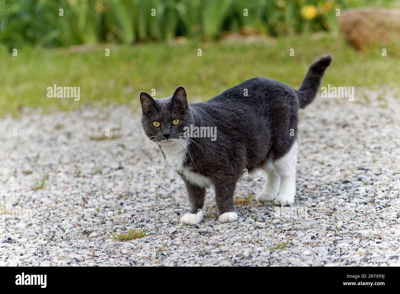 A black and white cat walking along a gravel road surrounded by lush ...