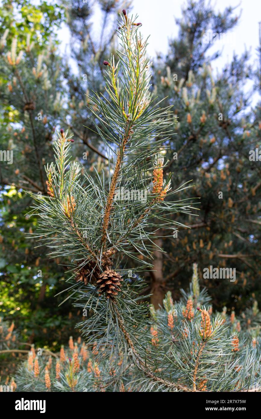 Pine cone on pine tree Stock Photo