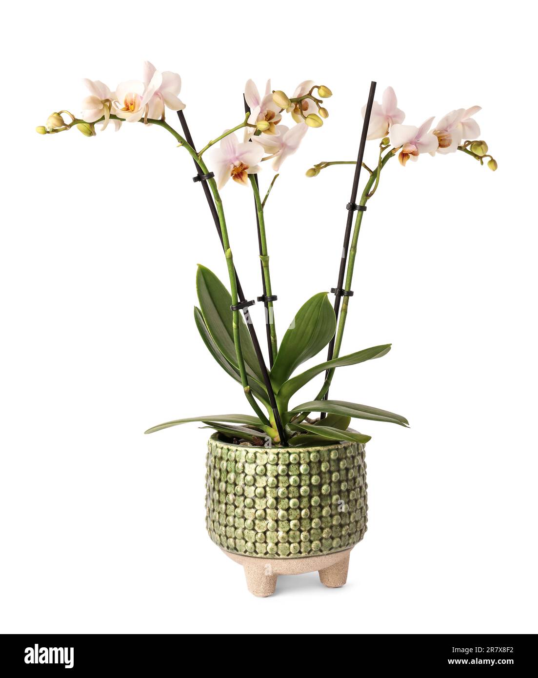 Beautiful orchid flowers in pot on white background Stock Photo - Alamy