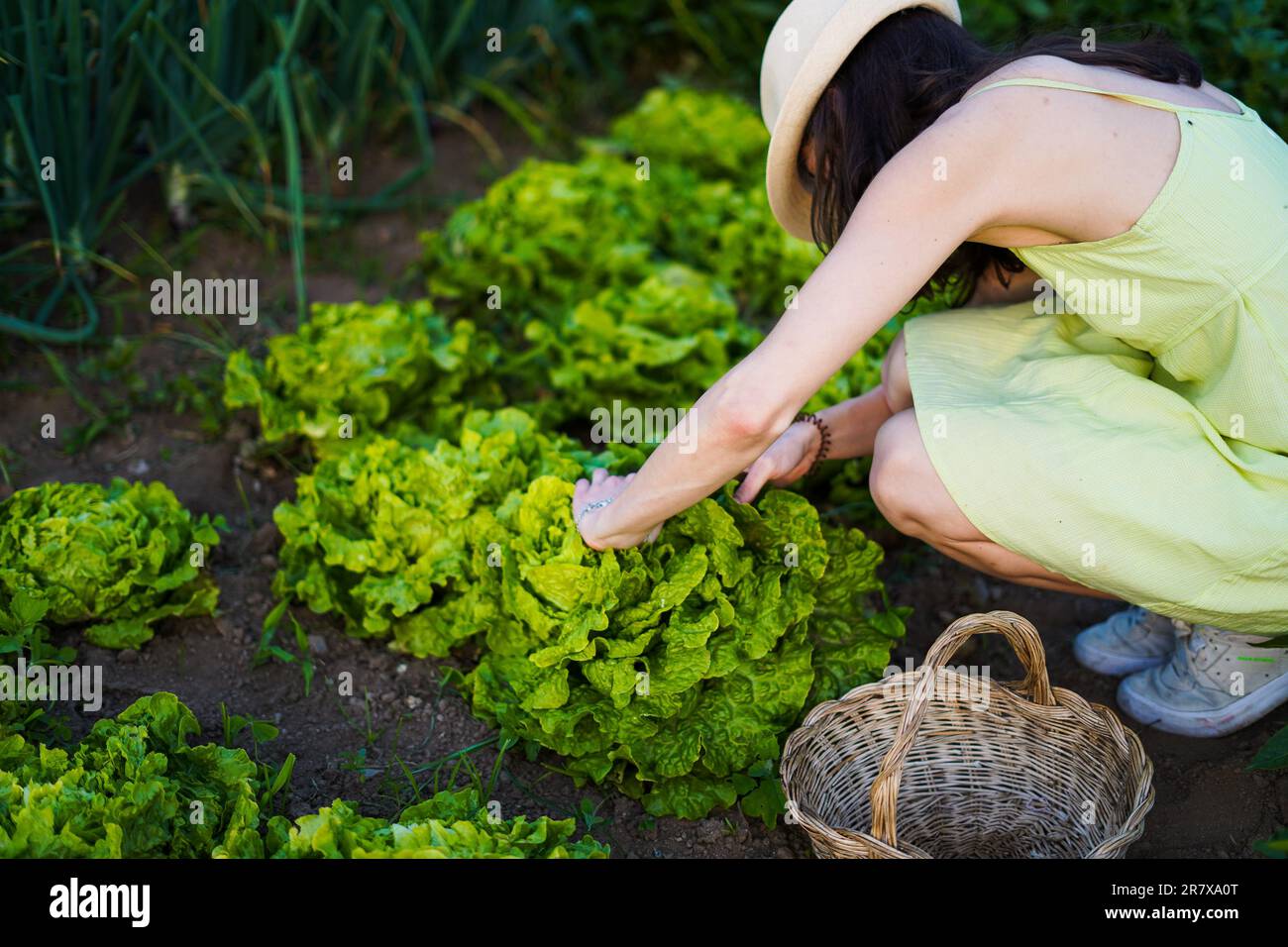 young woman farming lettuces on a basket with a green dress Stock Photo