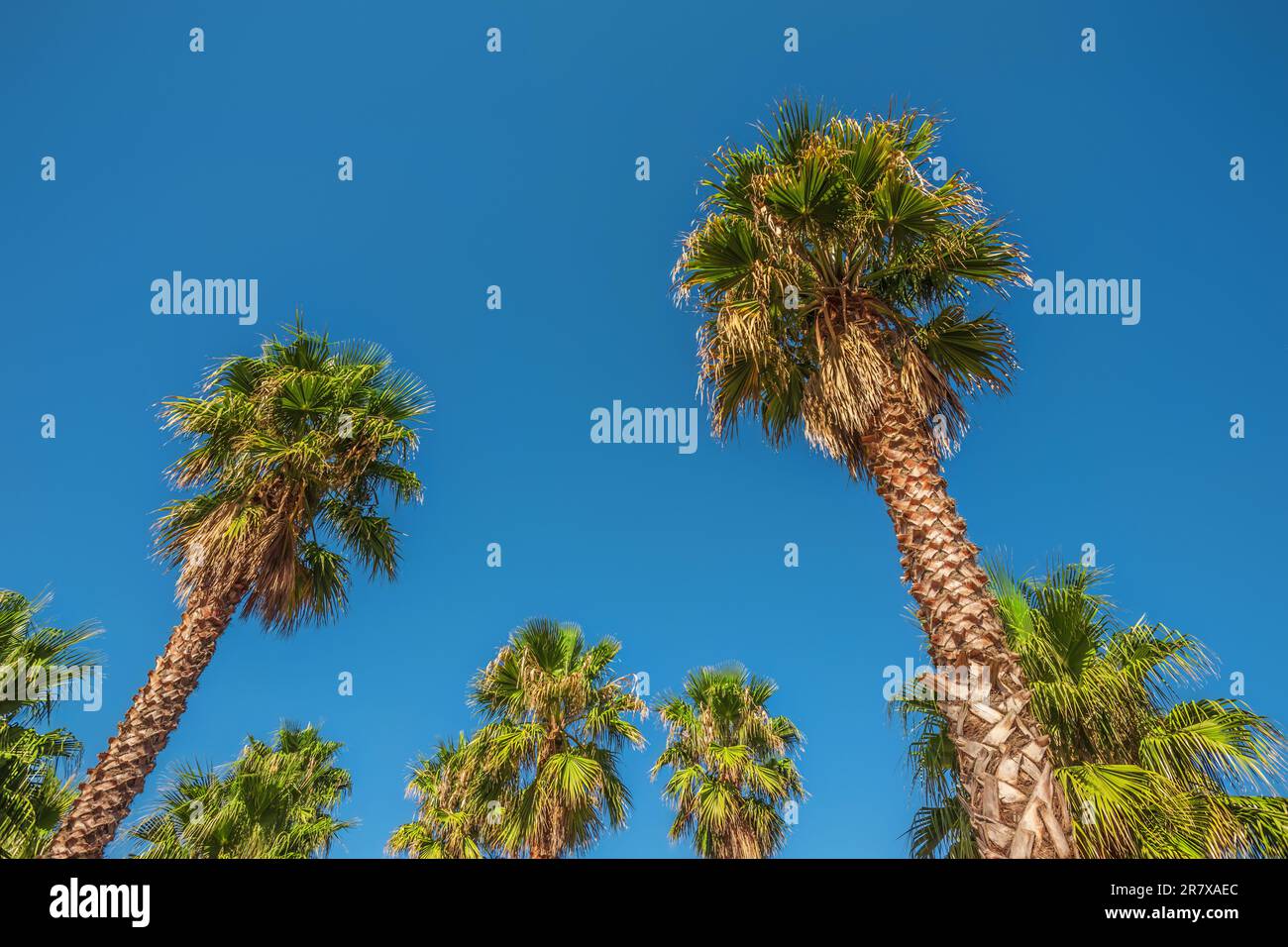 Ground level view of palm trees with a clear sky Stock Photo - Alamy