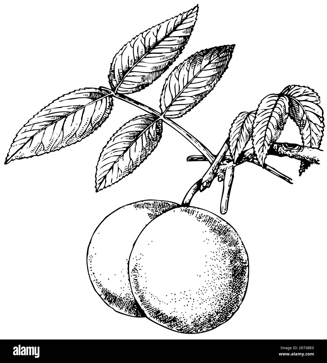 Eastern Black Walnut isolated on white background Stock Vector Image